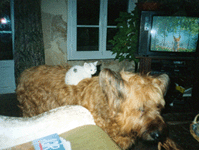 Griffith, le chat et le renard (devant la télé)